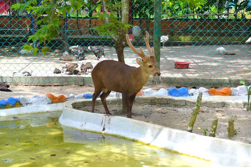 cong vien dong vat hoang da
